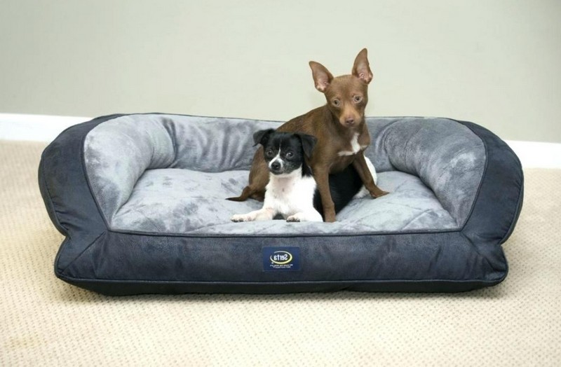 The References for Simple Dog Sofa Bed