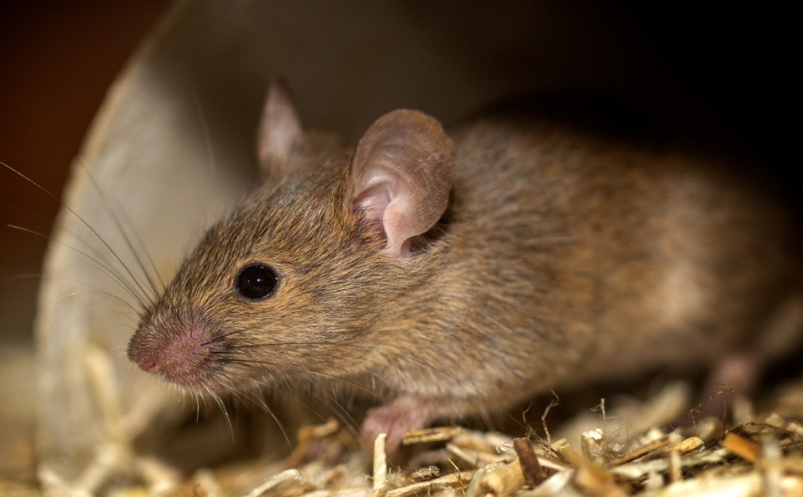 Effective Methods to Eliminate Mice Infestation in Your Home